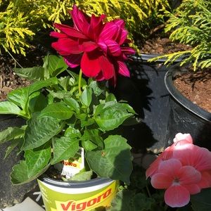 Meet your Posher, Latifa